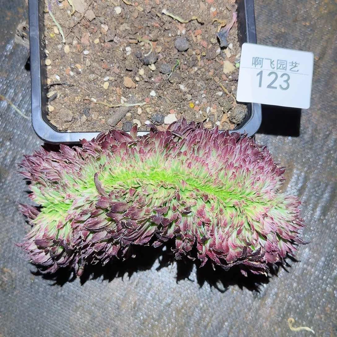 123多肉  金丝菊缀 量拍