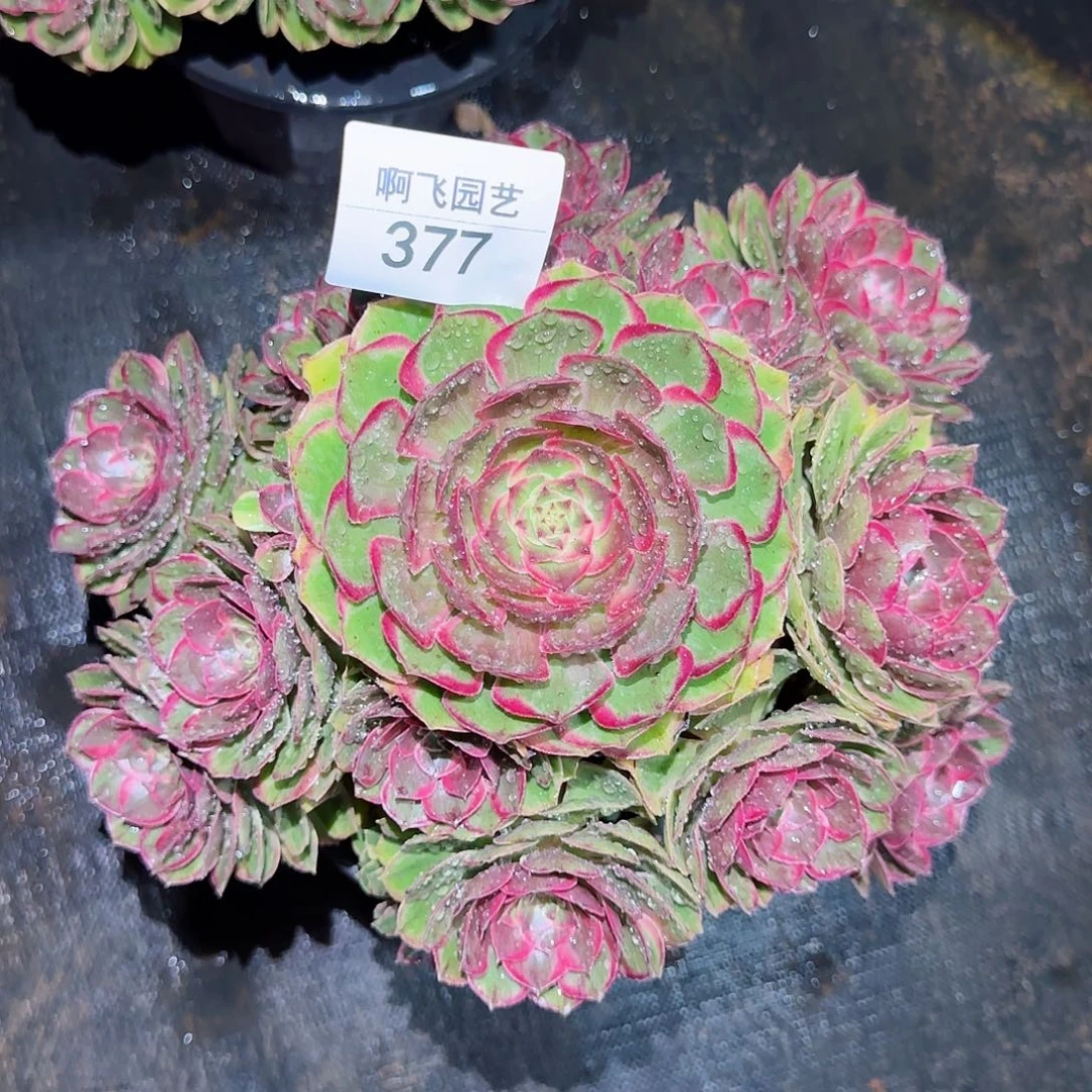 377多肉  粉花妖法师