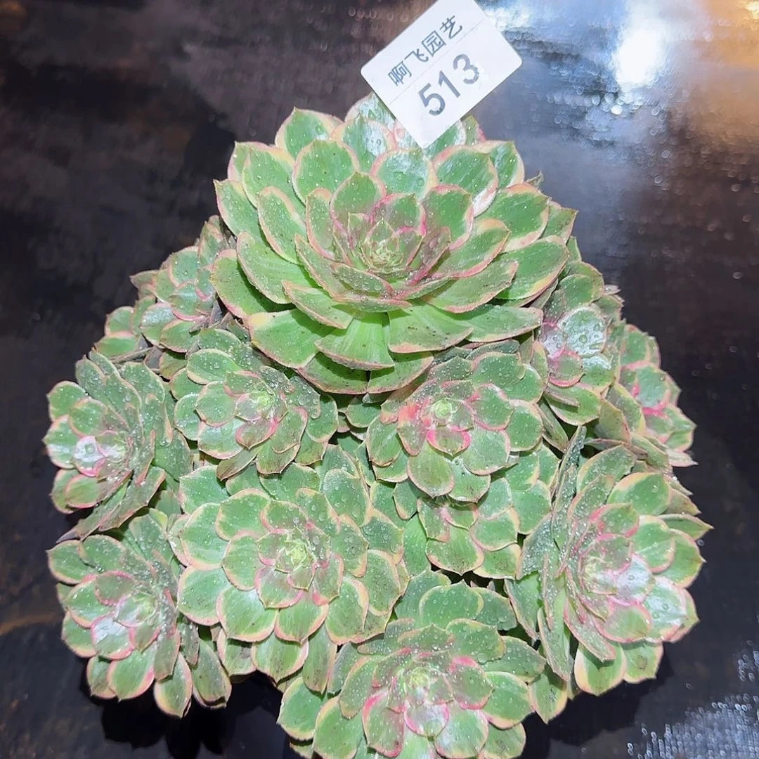 513多肉  粉花妖法师