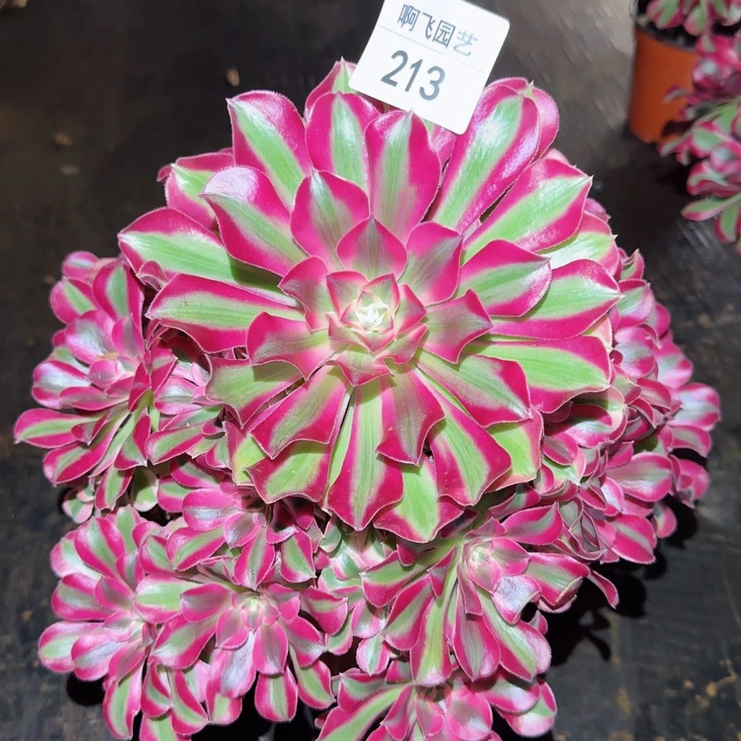 213多肉 七彩石 断枝3个左右