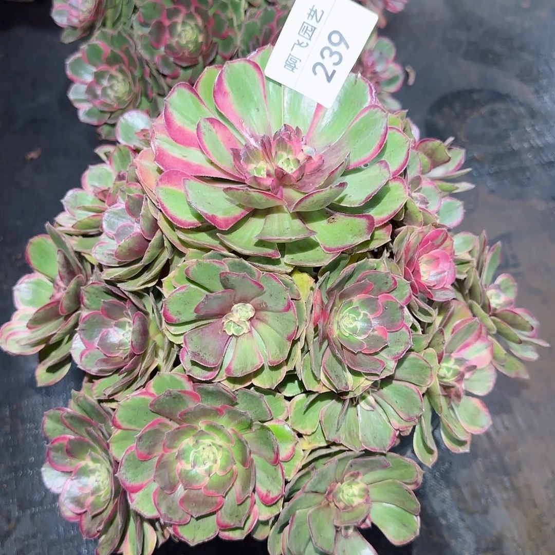 239多肉   粉花妖 有摘心