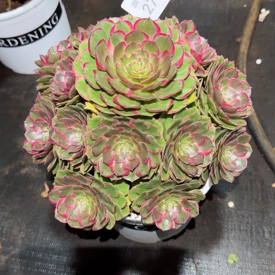 六*&271多肉  粉花妖法师