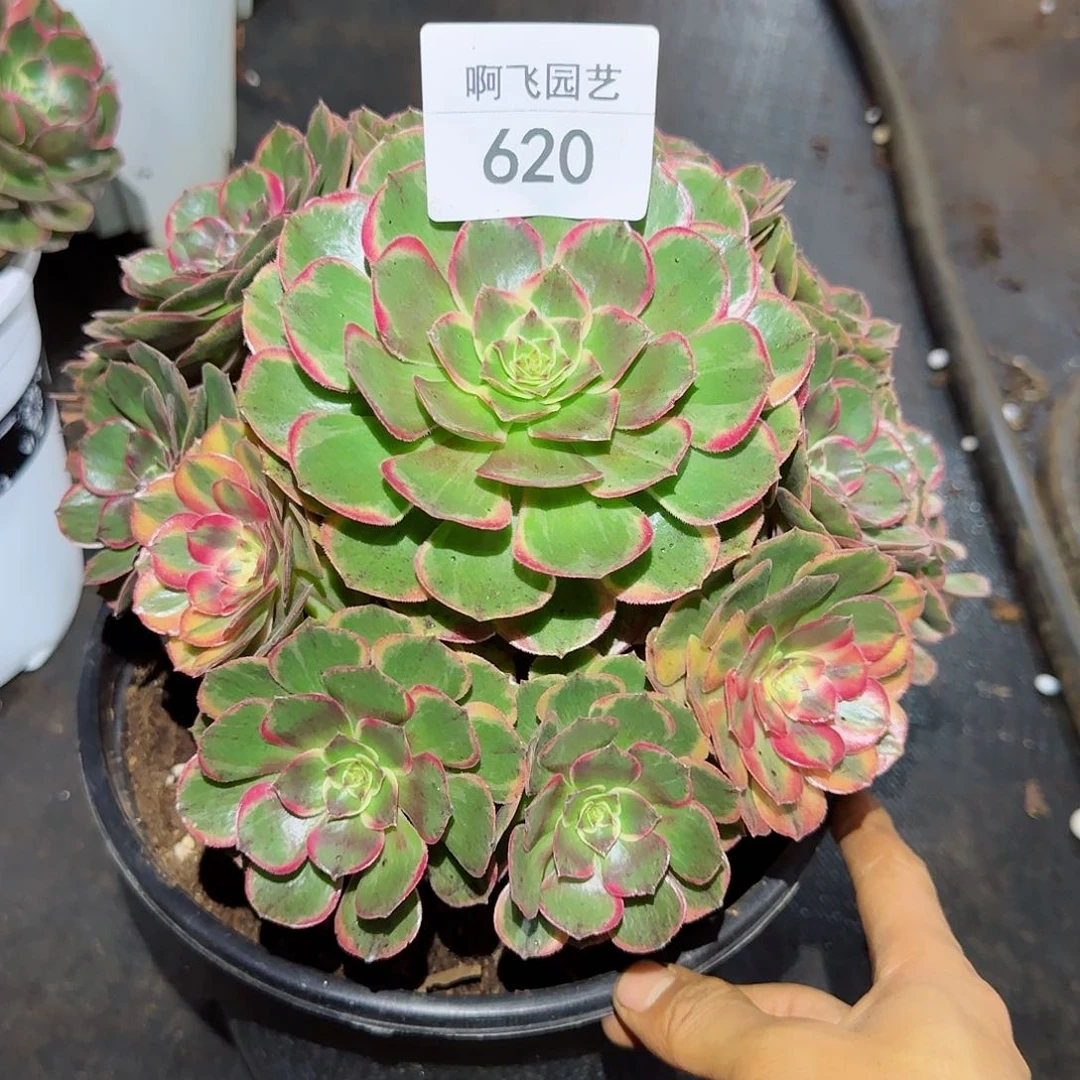 梅*620多肉 粉花妖法师