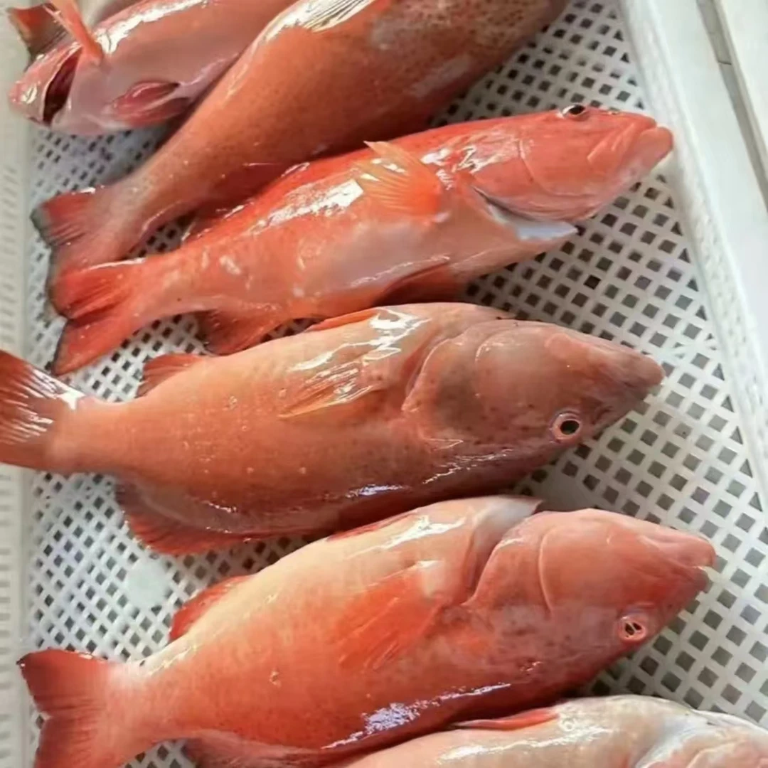 东星斑3斤活冻锁鲜干净保鲜新鲜活冻保存