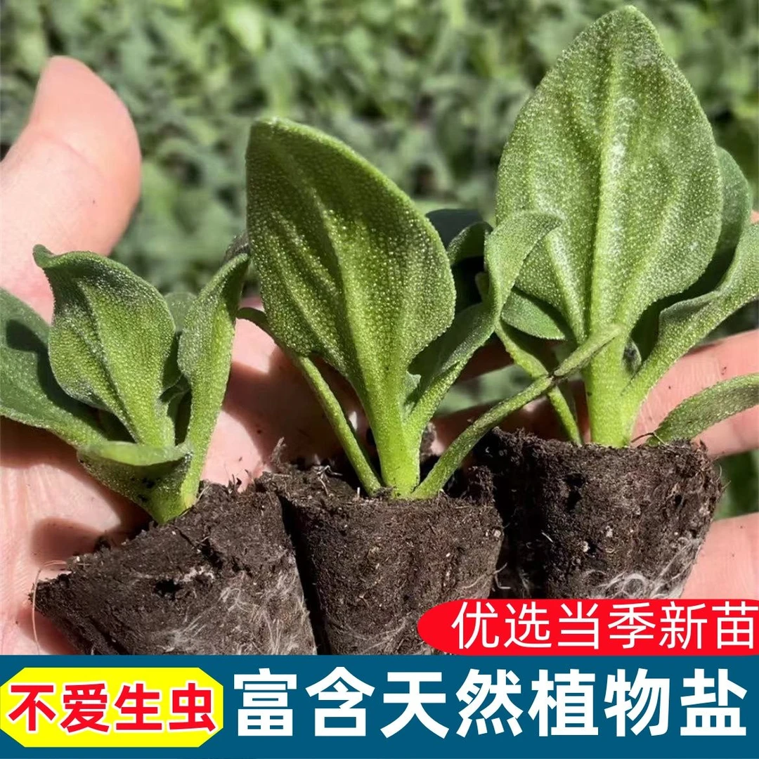 水晶冰菜大苗春秋四季盆栽 阳台高产冰菜种苗