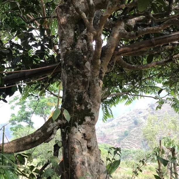 邦东大雪山花蜜香古树生茶森林小野香高山龙珠