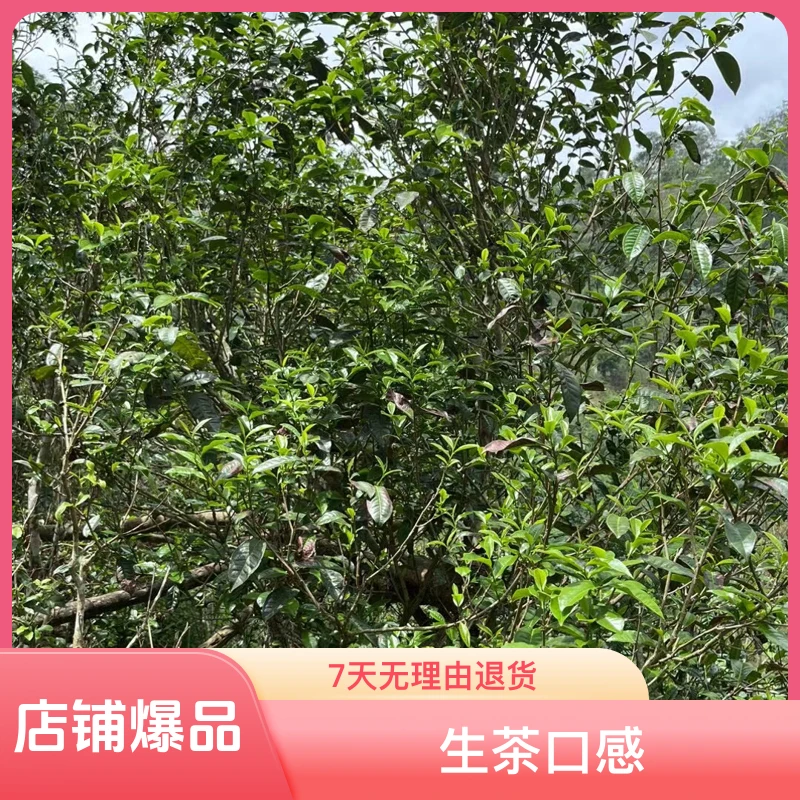 昔归古树普洱茶2023年生茶秋散茶 花香蜜甜兰花香十足