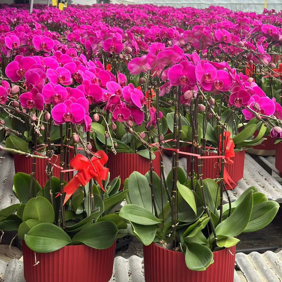 【精品•大辣椒】顺风 T级大辣椒 保8-12花（叶子有裂不属于售后范畴）