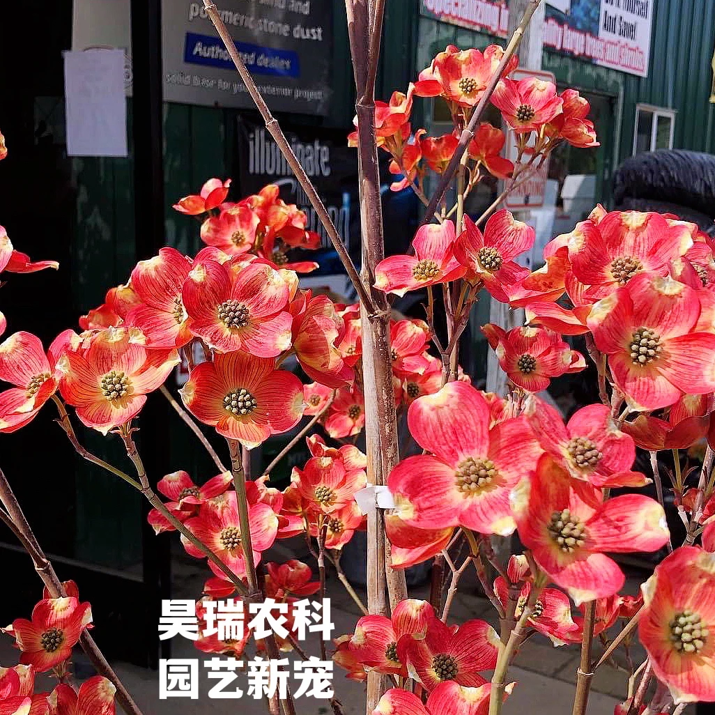 宝石红大花四照花新品种盆栽树形优雅适合中小庭院花园造景应用