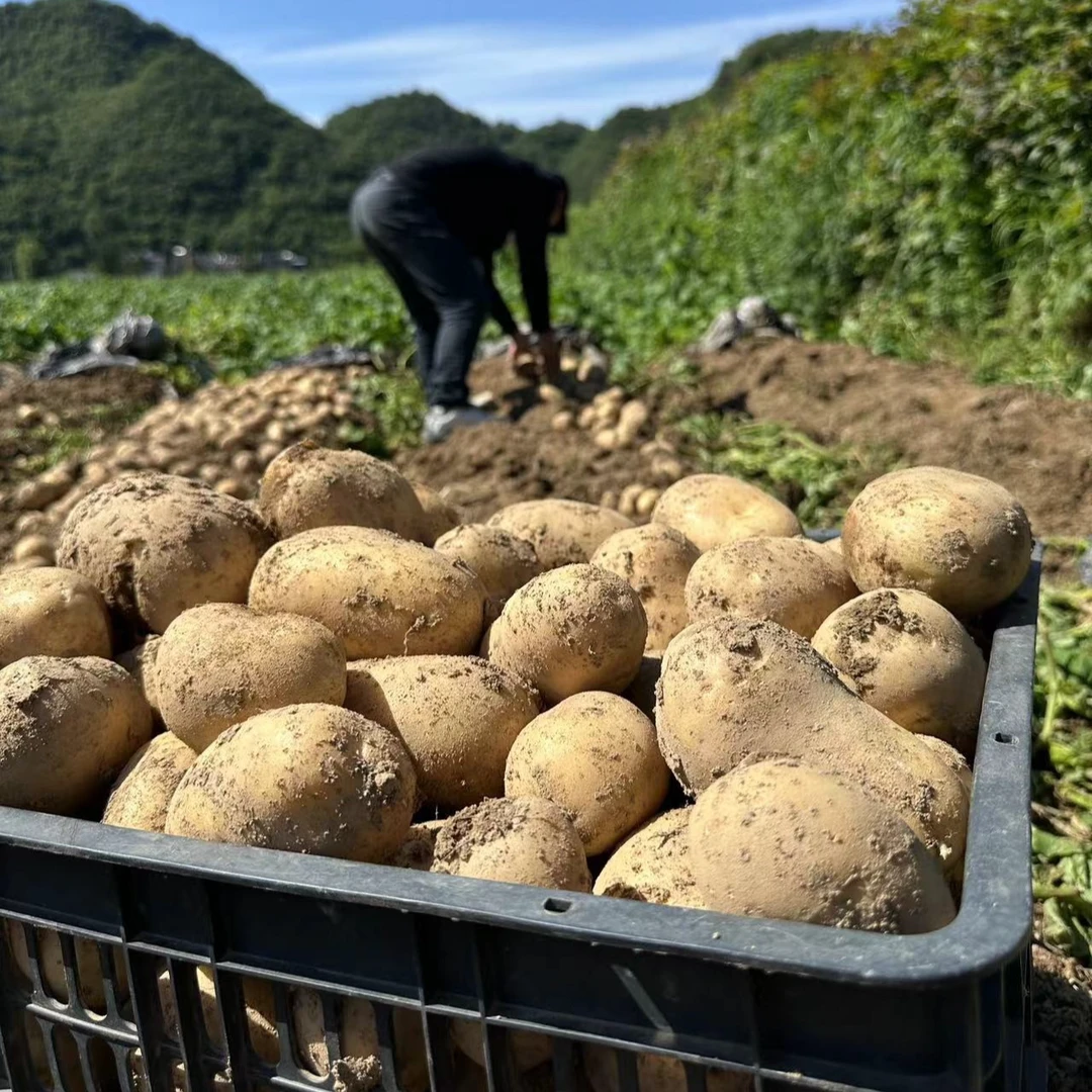 农家自种土豆洋芋5斤装小果产地直发