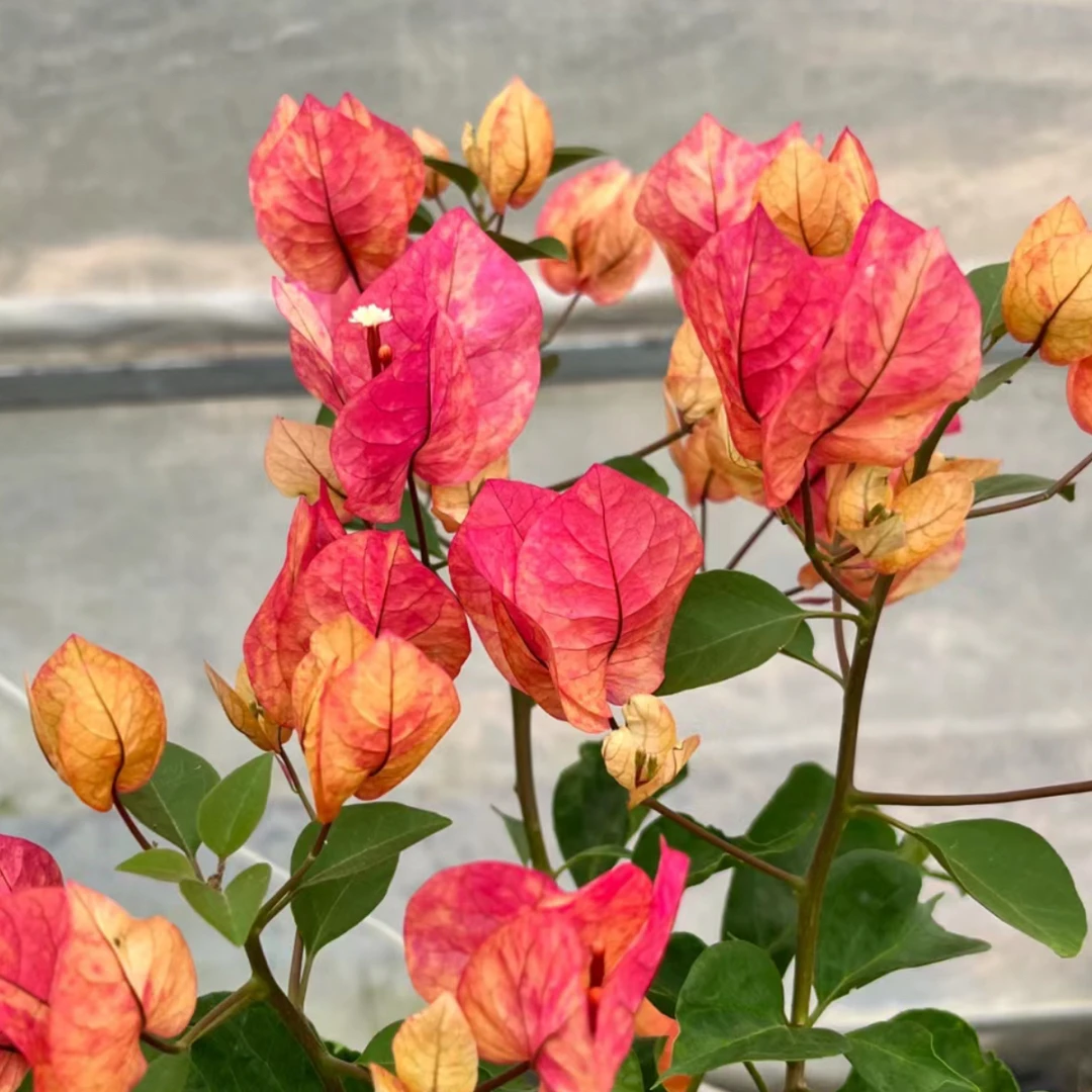 （阿朱娜）原生袋苗三角梅