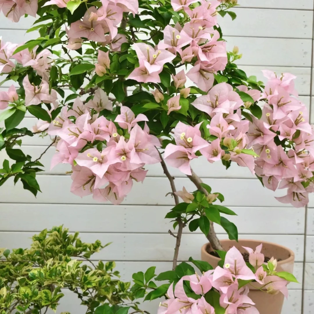 （粉天使）原生盆苗三角梅