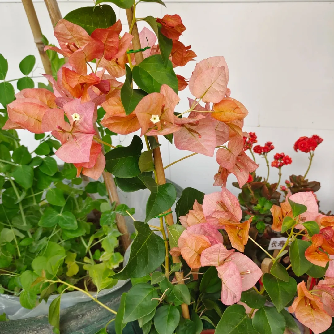 （橙不甜小老桩，原生盆苗三角梅天冷要另外拍保温棉