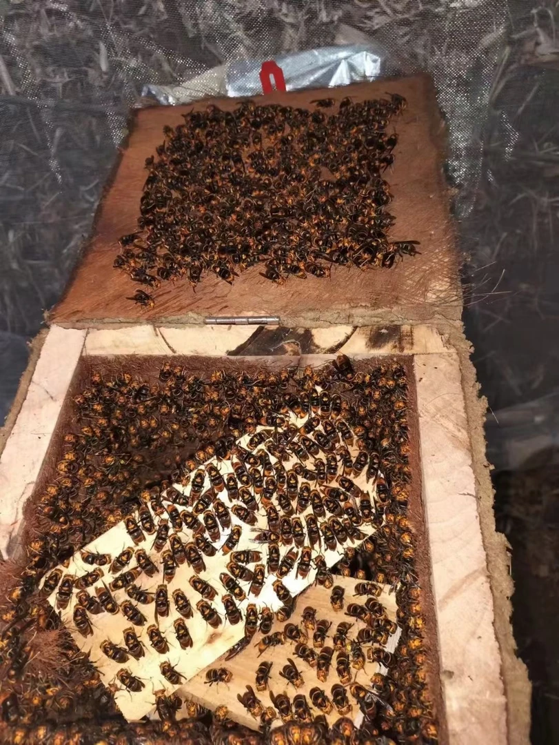 冬后黄脚蜂王质量保证快递过程包活