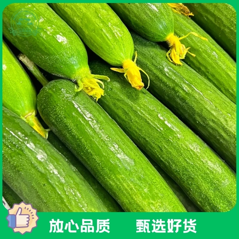 【整果】水果黄瓜3-4根 500g(±40g)
