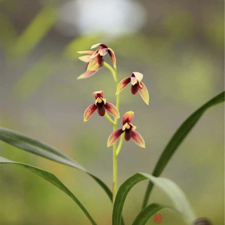 兰花直播间一物一拍（请勿乱拍）