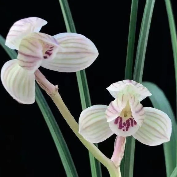 莲瓣兰宽叶铭品【荡山荷】