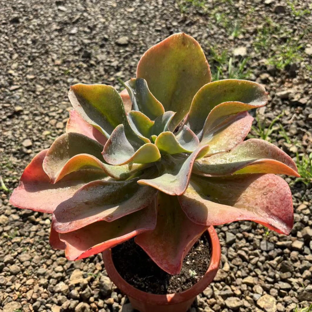 海洋之心多肉植物精品稀有包菜新手系列