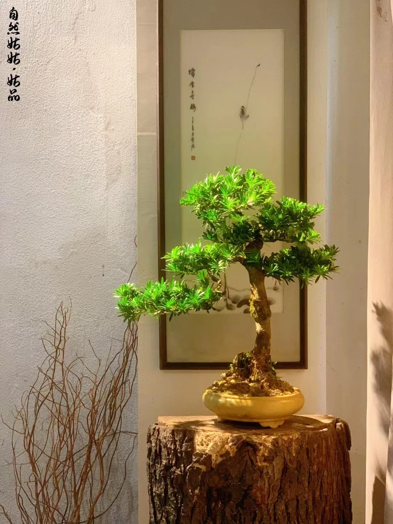 自然姑姑手艺盆景罗汉松