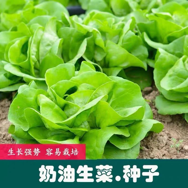 1【全店满5元包邮】奶油生菜