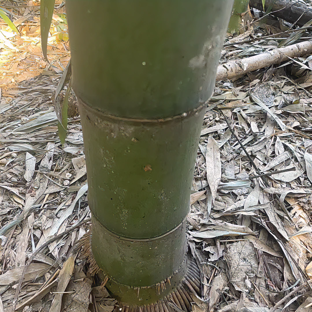楠竹苗竹杆户外大型绿植正宗造林绿化公园食用笋竹苗竹子