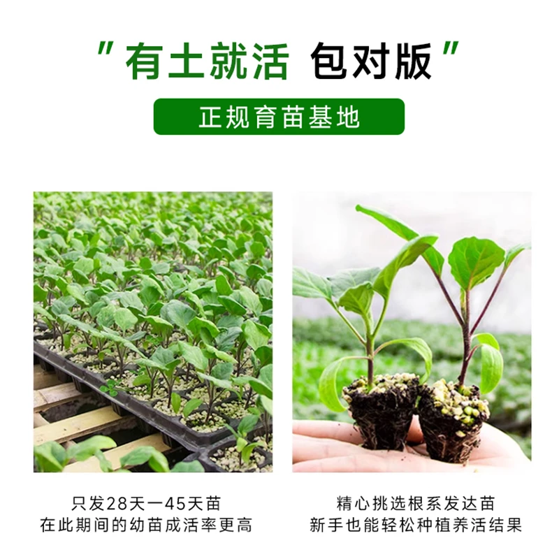 【基地直发】5棵装茄子苗四季蔬菜苗圆紫茄子阳台茄子苗庭院菜园