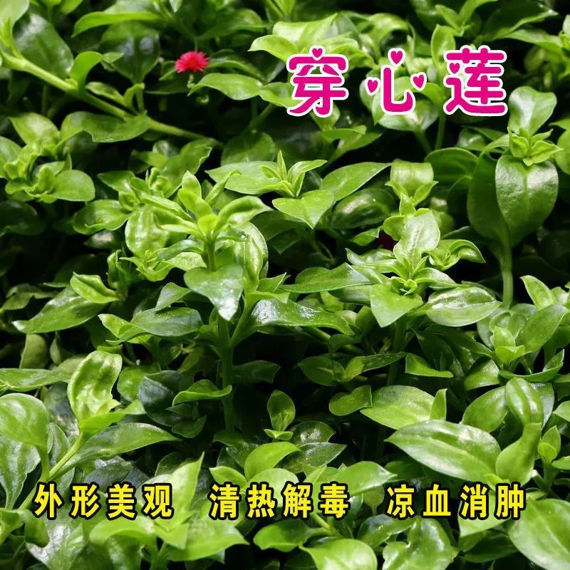 穿心莲种子 沙拉庭院种植阳台盆栽野菜 药食兼用 四季播 特色菜