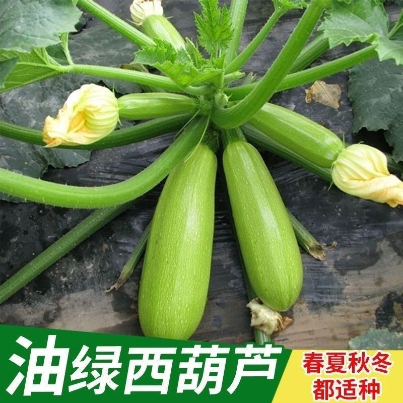 早青一代杂交西葫芦种子西葫种籽占瓜菜茭瓜种子西湖瓜种子四季播