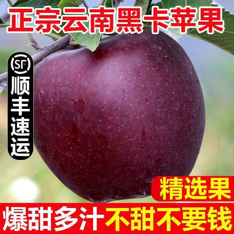 新鲜云南黑卡香苹果黑色直发纯甜西藏林芝黑卡钻小苹果稀有水果