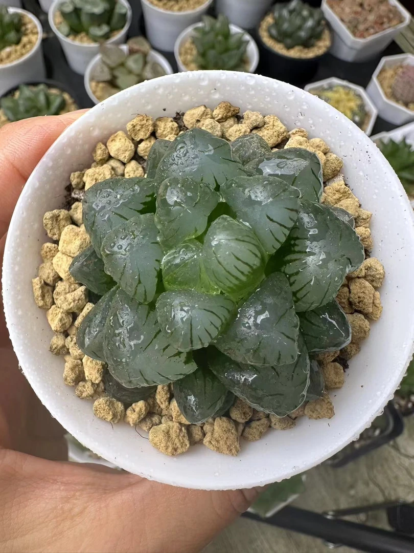 【孔明灯玉露 满16包邮】玉露十二卷新手好种植原盆原土发货