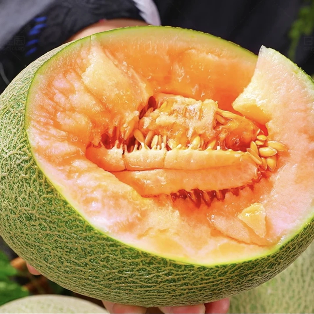 新疆直发哈密瓜西州蜜25