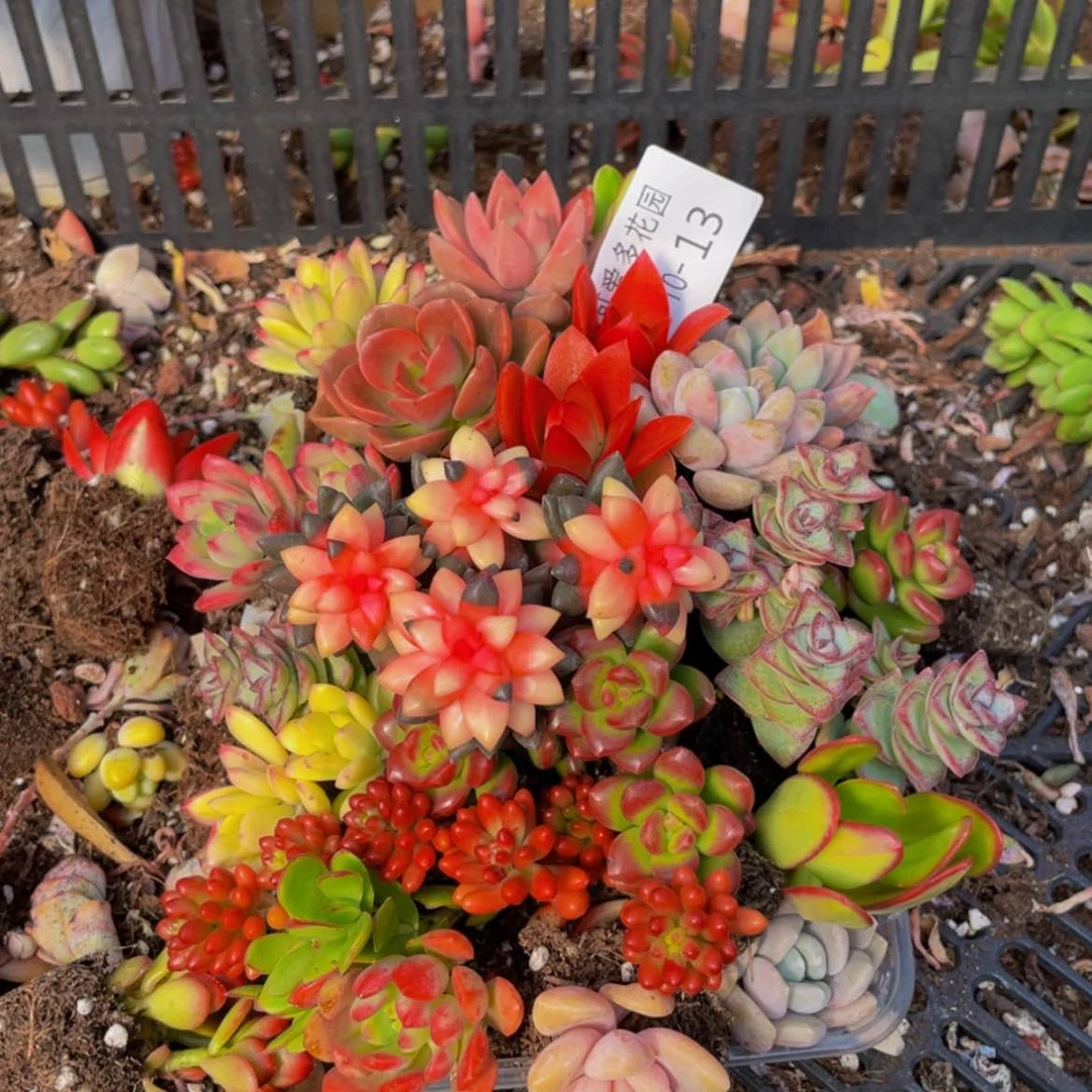 【闪购商品】红陶13号2-3厘米一物一拍