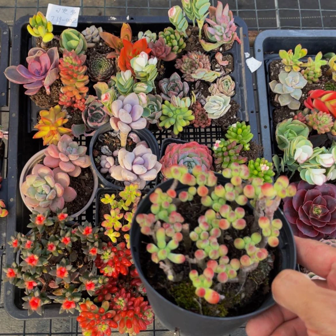 【闪购商品】可爱多02号组合