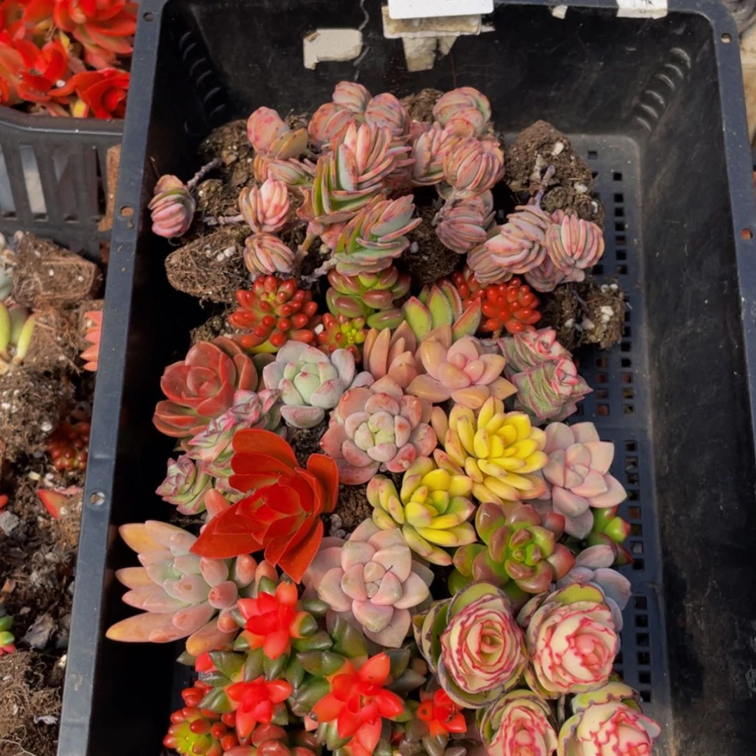 【闪购商品】红陶13号2-3厘米量拍