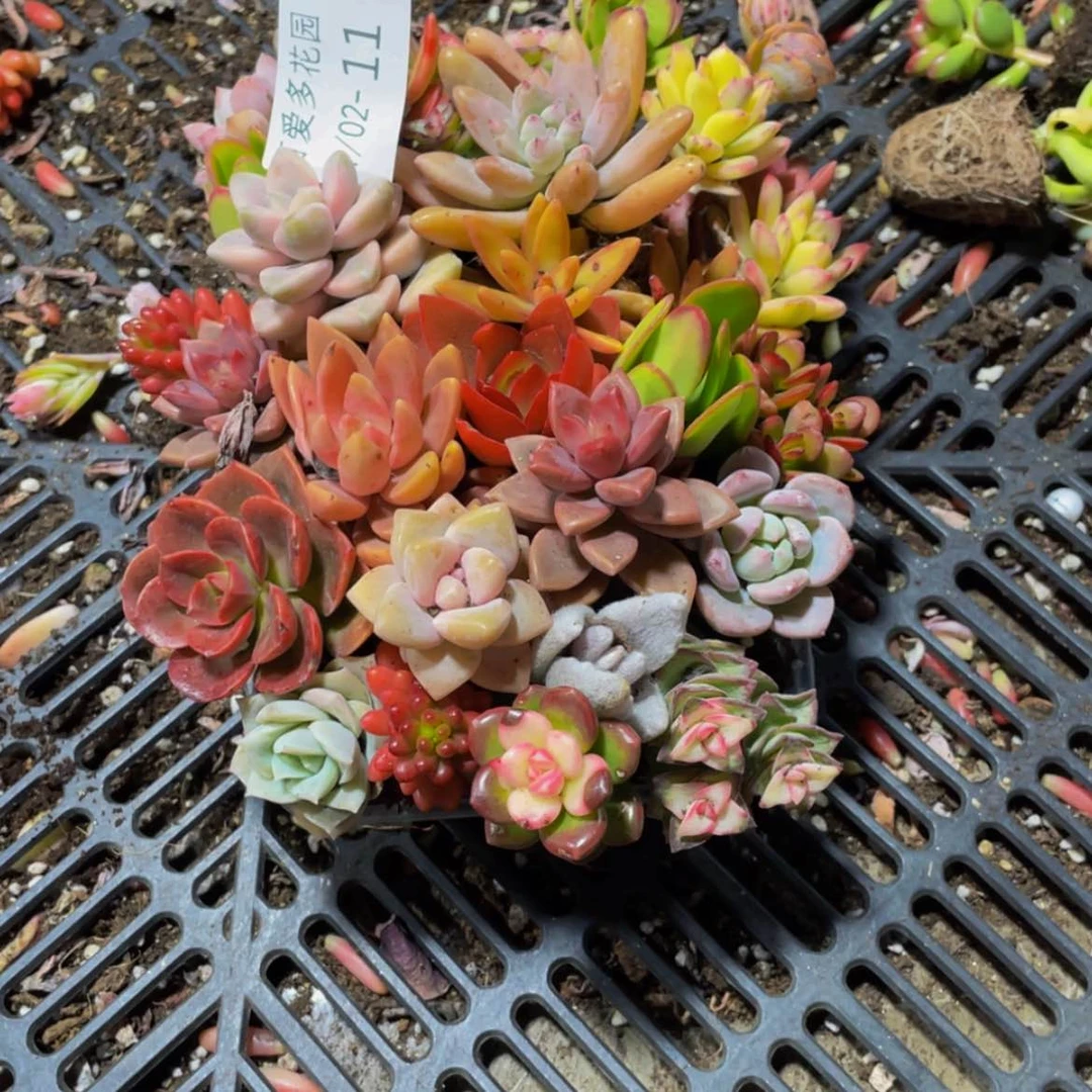 【闪购商品】红陶20CM(含)-50CM(不含)11一物一拍2-3厘米
