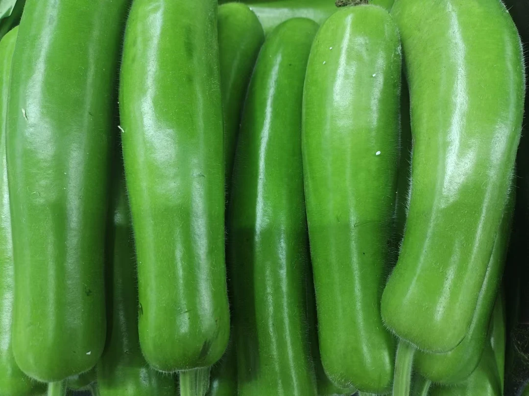 瓠子净重500克新鲜