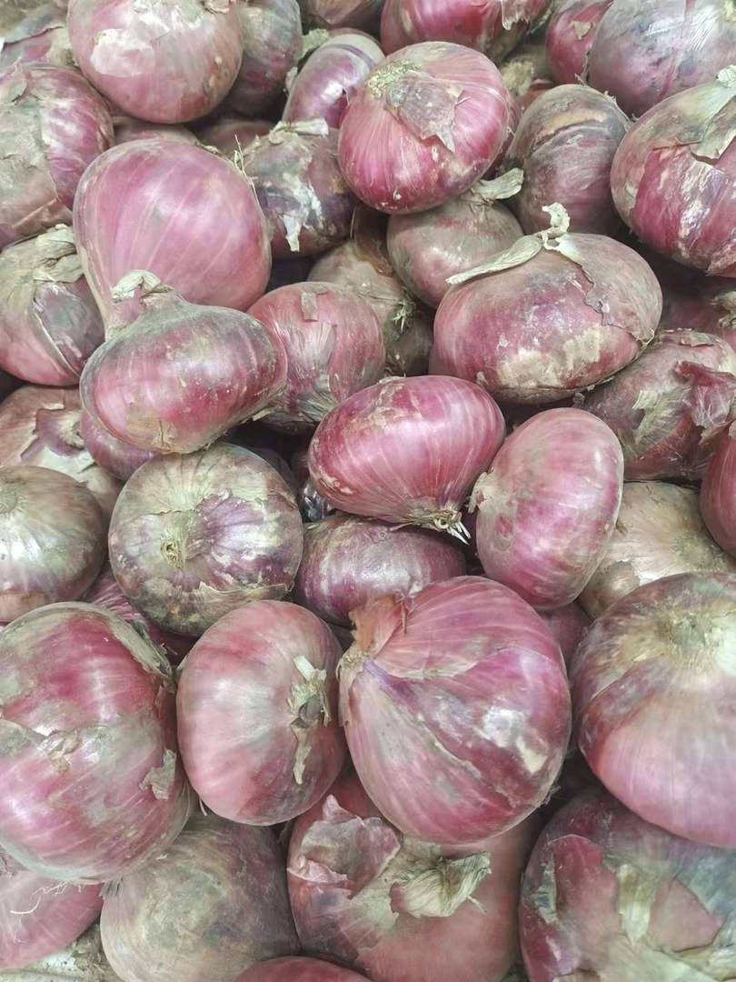 洋葱净重500克新鲜