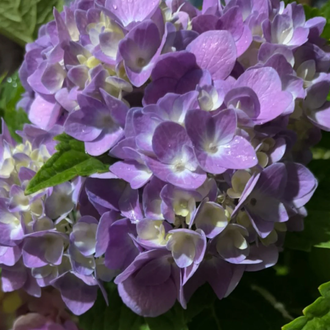 5加仑无尽夏绣球直播间一物一拍