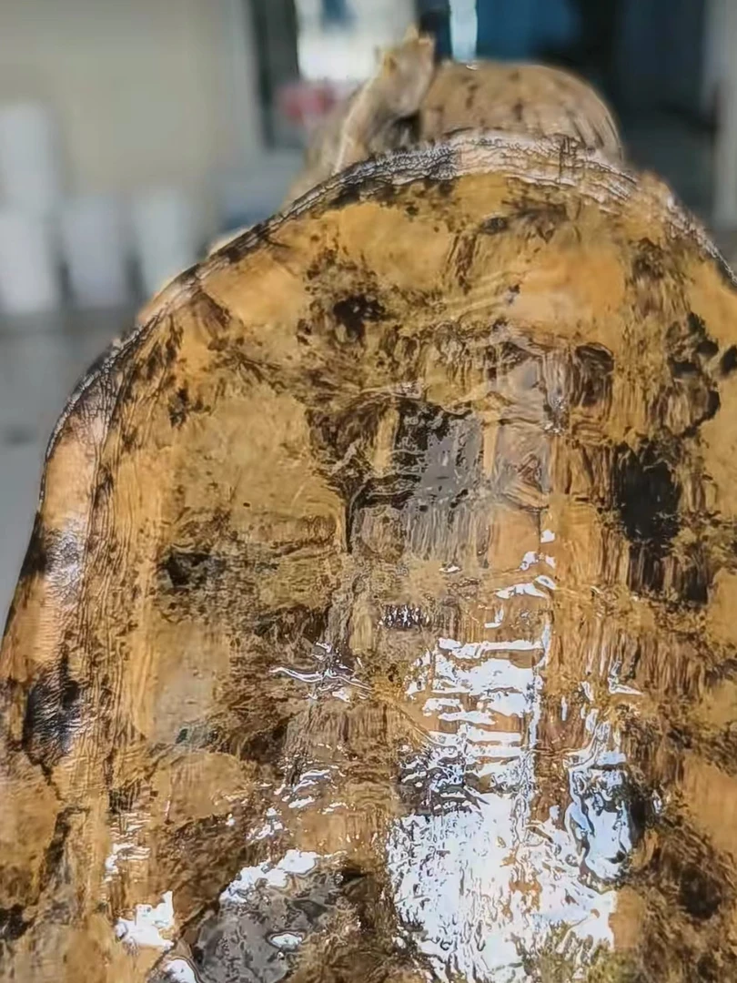 大自然野外生长甲鱼