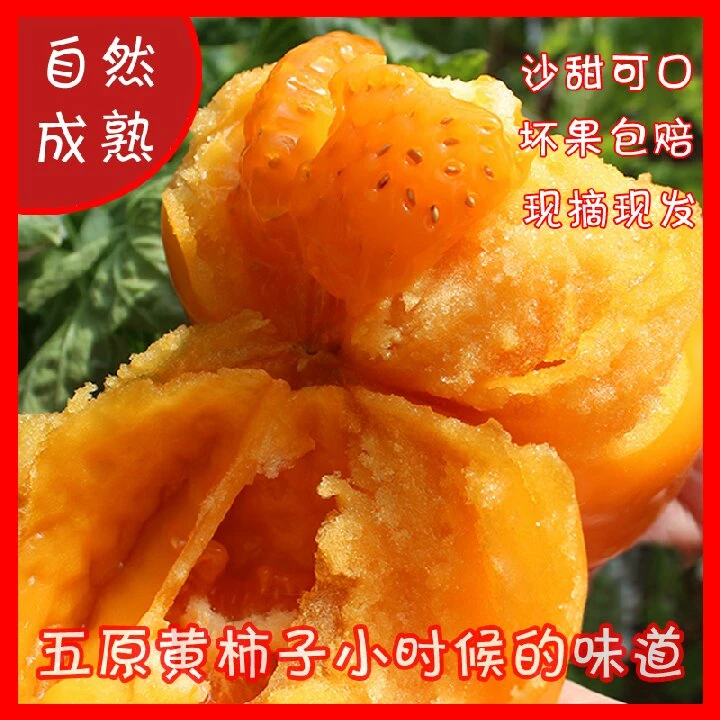 （放金黄在吃）内蒙古五原黄色西红柿番茄3斤生吃新鲜自然成熟现摘