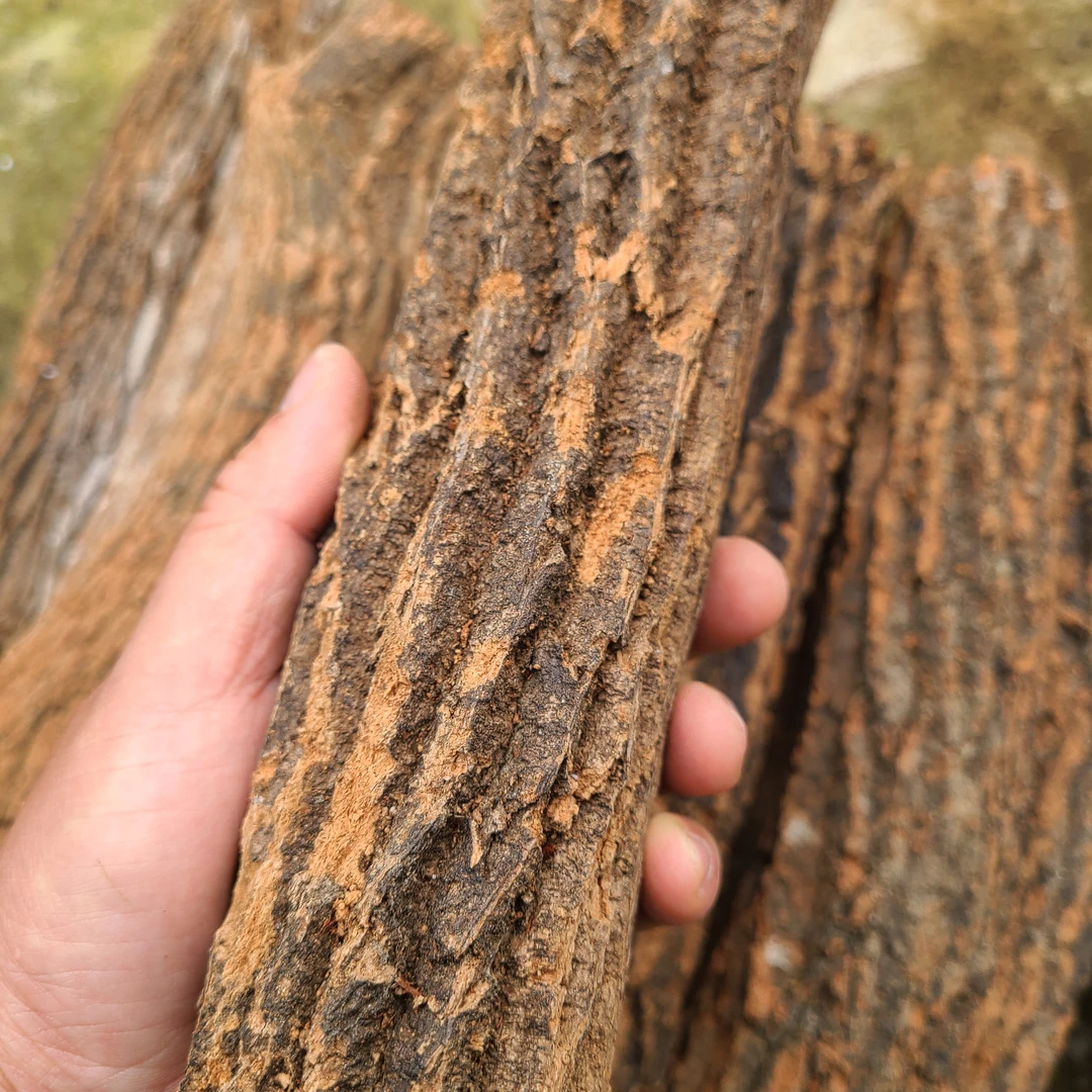 天等软木，一件4根。专业种石斛神器，纹理漂亮，保水耐用，扎根猛。