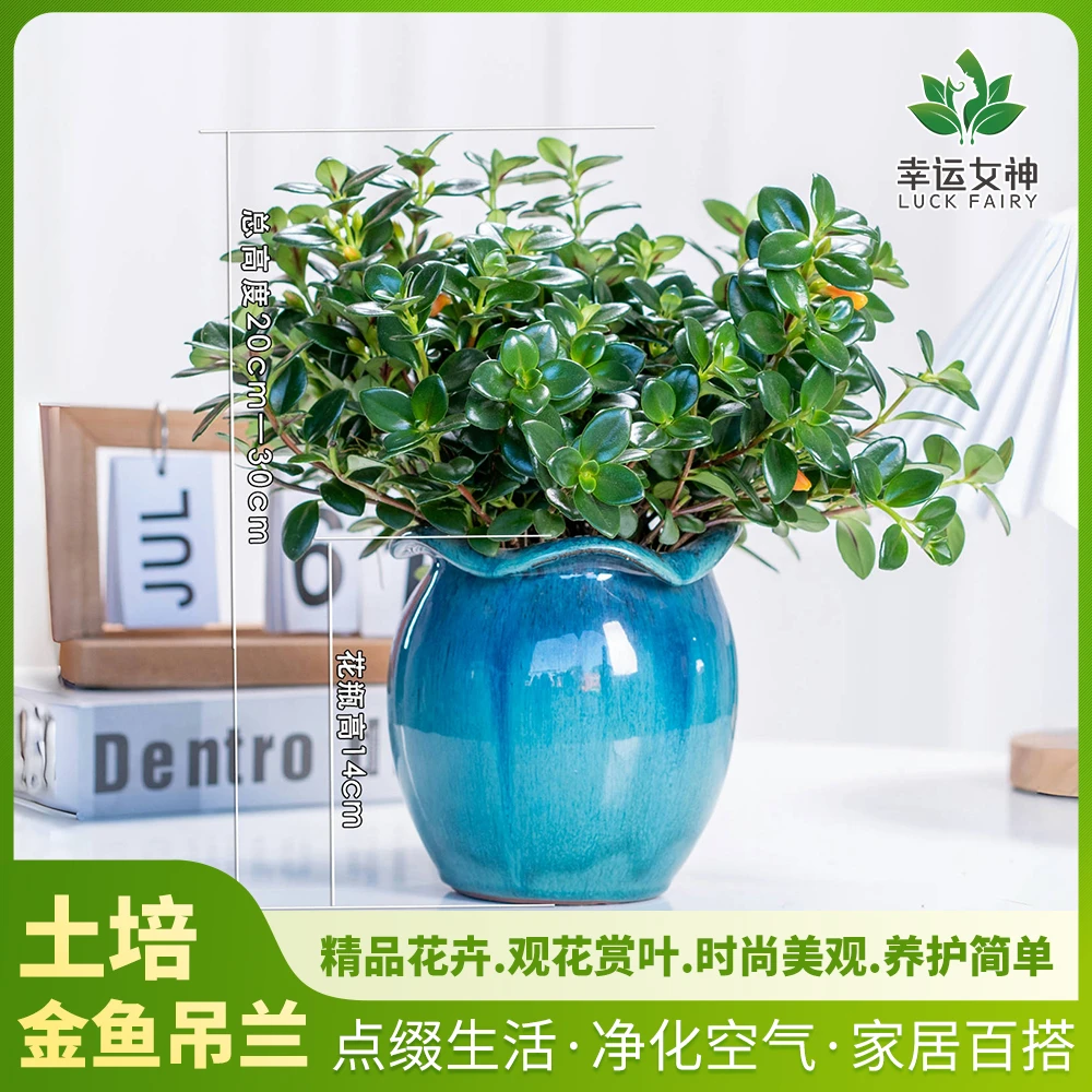 金鱼吊兰生长吊兰室内花卉绿植花草养护光照土壤实物产品基地直发