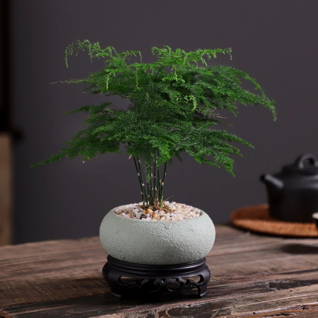 精致文竹盆栽室内绿植中式禅意茶桌盆景高档四季植物清新茶室绿植
