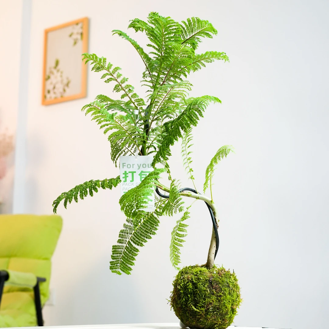 蓝花楹苔藓球水培盆栽造型植物室内花办公室净化空气花卉软装好物