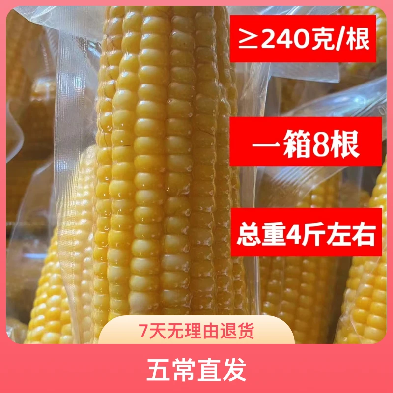 2025年真空鲜糯玉米鲜食黄糯玉米粘香微甜五常直发8根