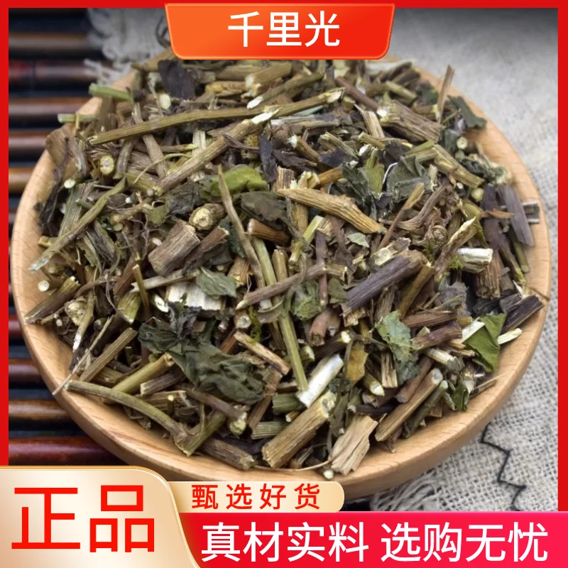 千里光正品野生新货千里光九里光黄花母干散装250g-1000g非金钱草