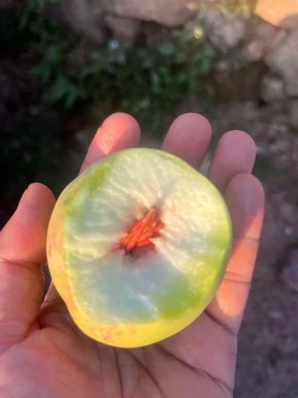 湖北秭归高山百花桃脆甜当季新鲜水果老树鹰嘴桃软脆桃甜毛桃子