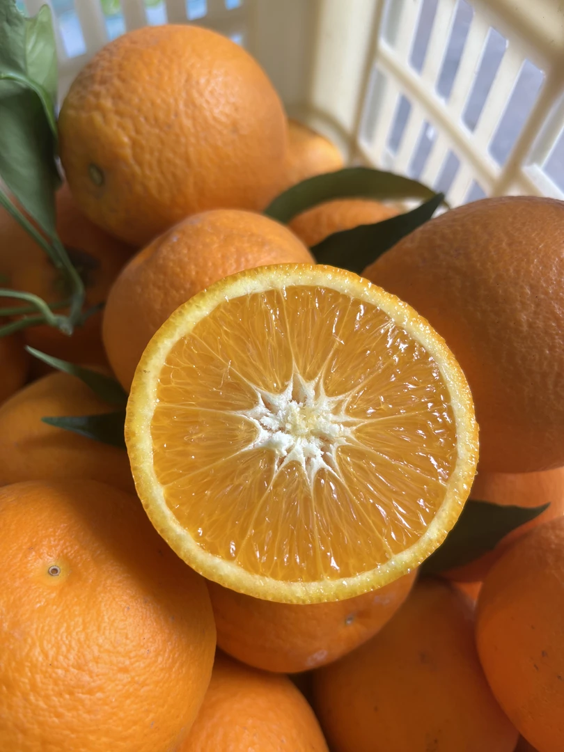 新品湖北秭归长叶香橙汁多水分足有籽现摘新鲜水果榨汁甜橙5斤包