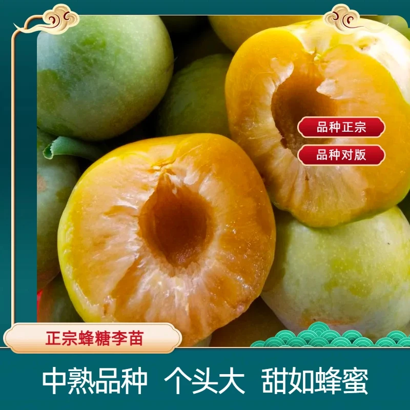 正宗 蜂糖李嫁接苗（清晨果园自用苗标准）