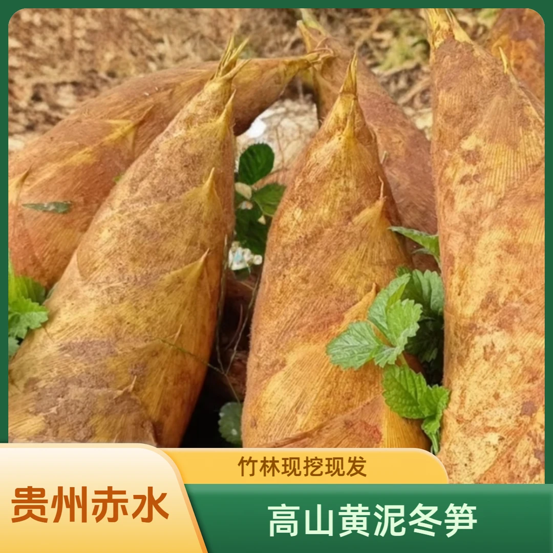 贵州赤水高山黄泥冬笋新鲜脆嫩细纤维现挖现采